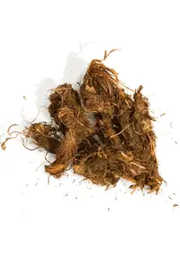 Ефірна олія Spikenard Oil купити