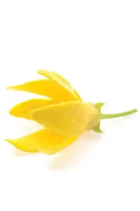 Ефірна олія Ylang Ylang Oil (Іланг-іланг) купити