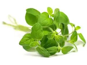 Ефірна олія Basil (Олія Базилік) купити