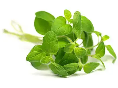 Ефірна олія Basil (Олія Базилік) купити недорого в Україні, фото 2