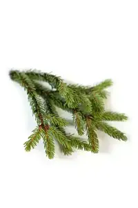 Black Spruce купить