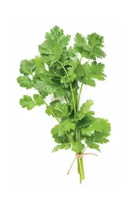 Ефірна олія Cilantro (Кінза) купити