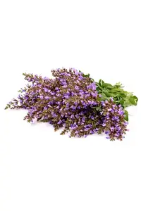 Ефірна олія Clary Sage (Шавлія мускатна) купити