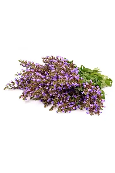 Ефірна олія Clary Sage (Шавлія мускатна) купити недорого в Україні, фото 2