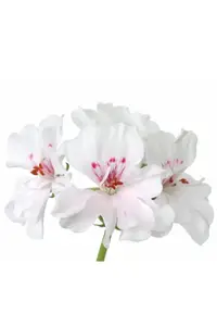 Ефірна олія Geranium Oil (Олія герані) купити