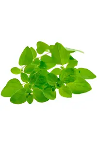 Эфирное масло Marjoram Oil (Майоран) купить