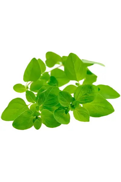 Эфирное масло Marjoram Oil (Майоран) купить недорого в Украине, фото 2