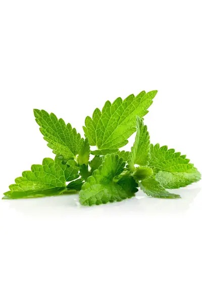 Ефірна олія Melissa Oil (Меліса) купити недорого в Україні, фото 2