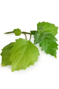 Ефірна олія Patchouli Oil (Пачулі) купити